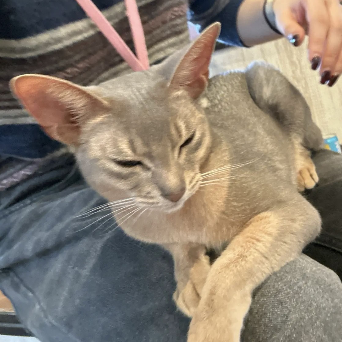 膝に乗った猫