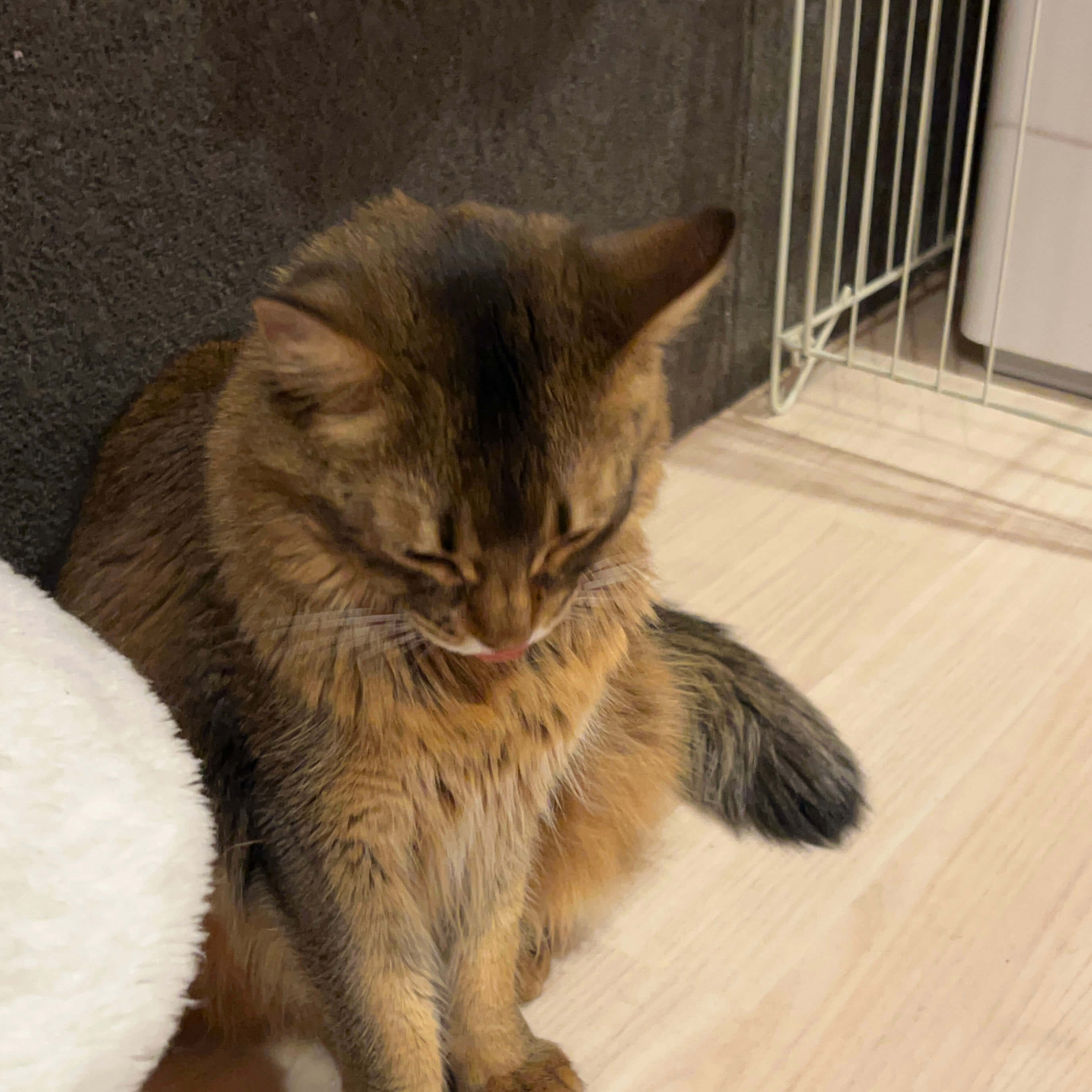 猫