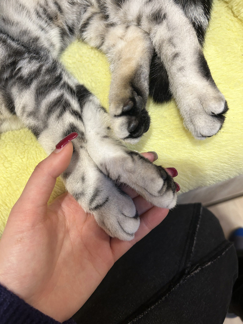 猫の手