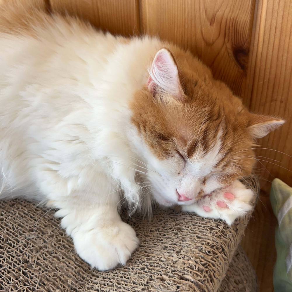 寝ている猫